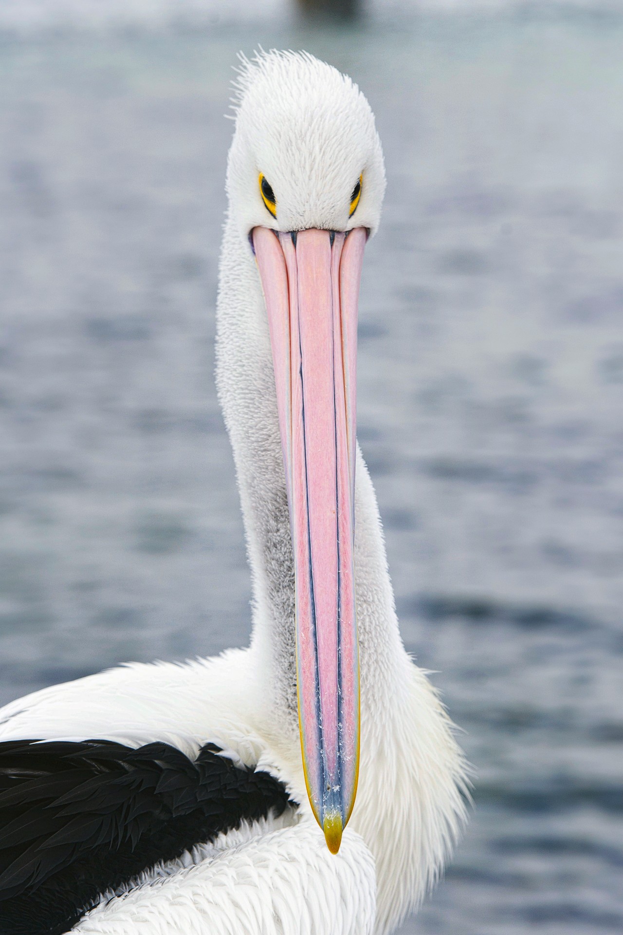 Pelican de face