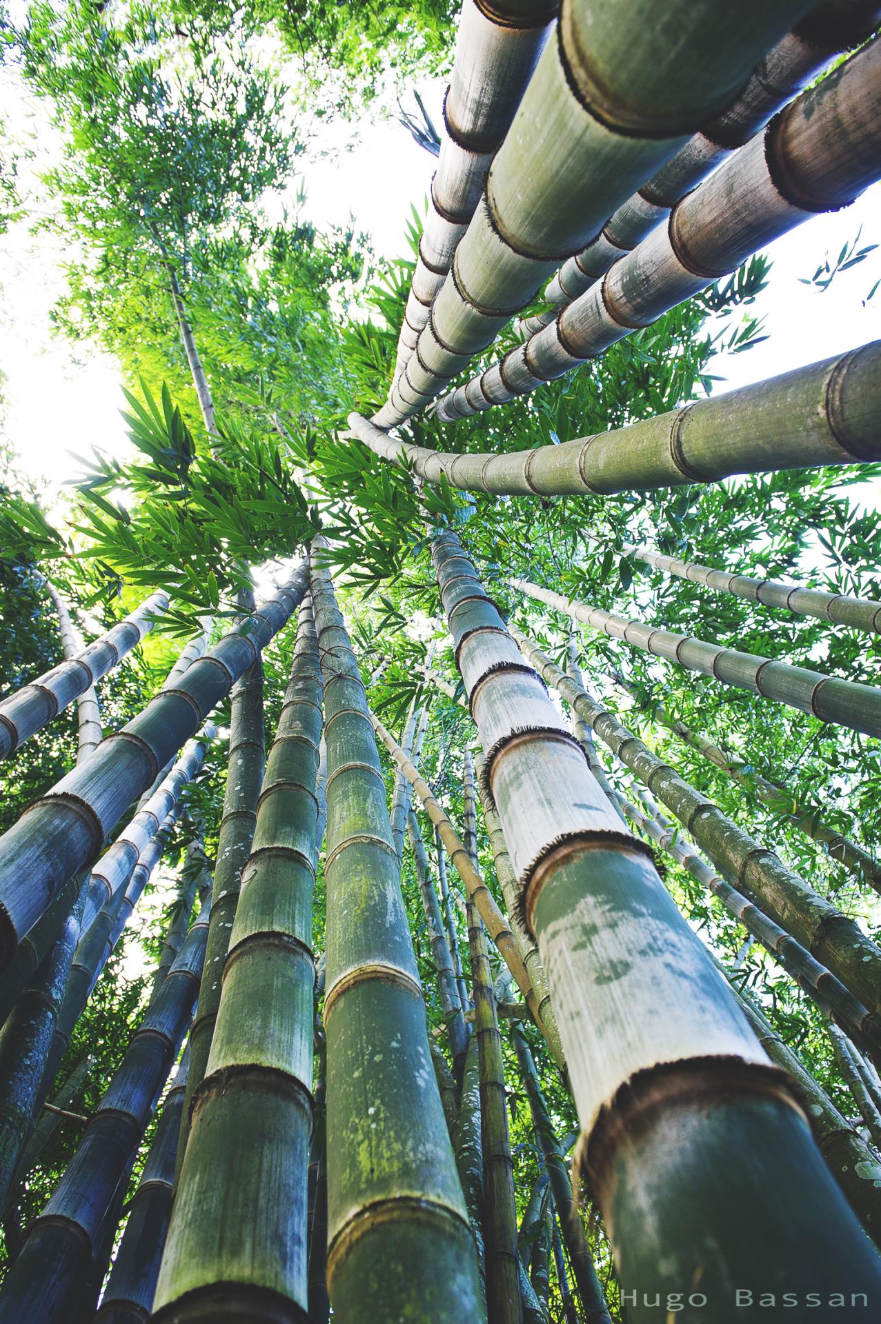 Bambous - Cairns, Australie