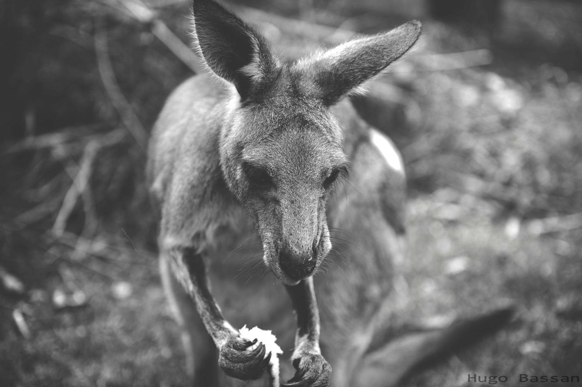 Première rencontre avec les kangourous